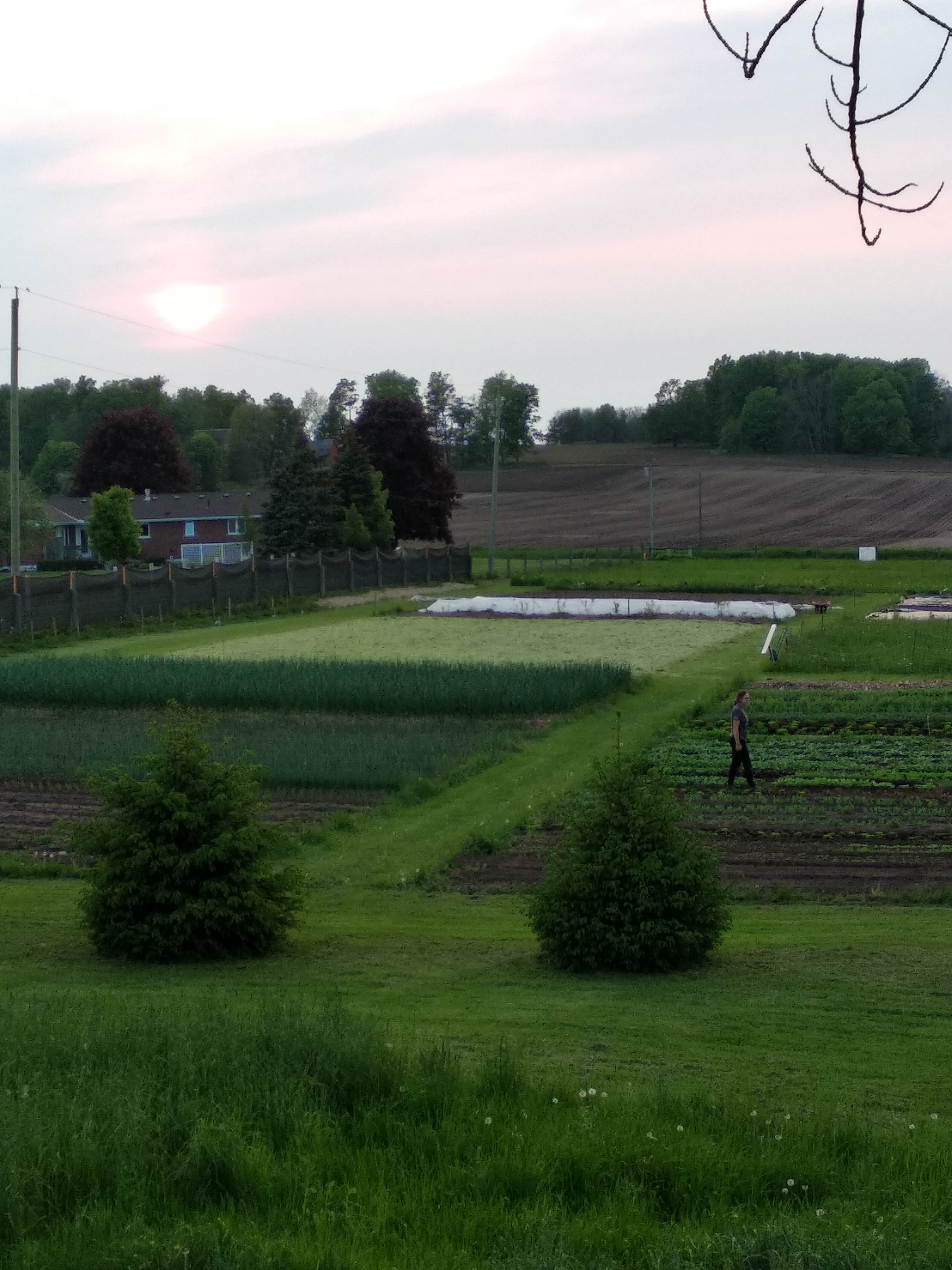 Our Growing Path | Milky Way Farm